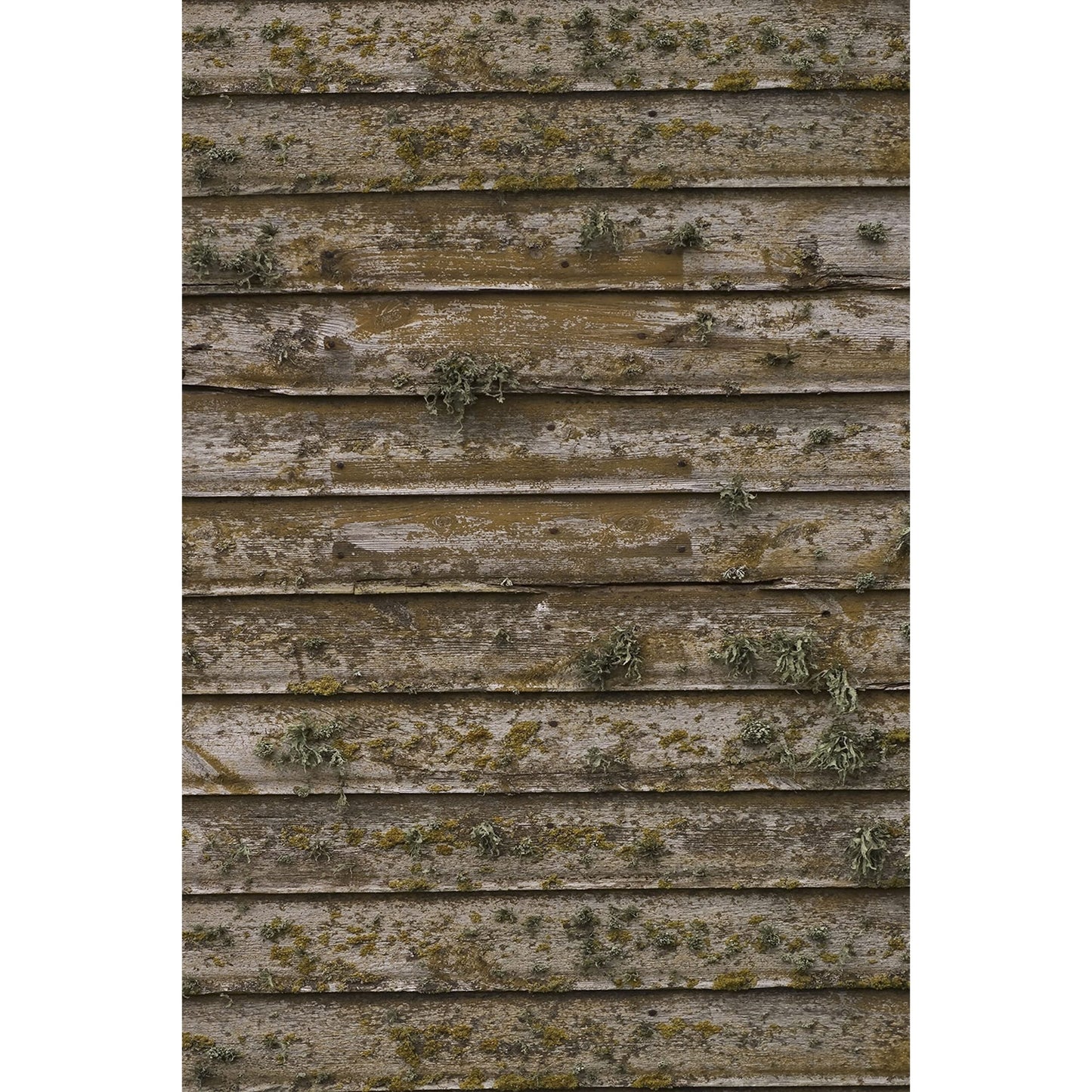  Savage 5 X 7-Foot Printed Vinyl Background, Distressed Wood Wall(Savage 5 X 7 Foot Printed Vinyl Background Distressed Wood Wall)